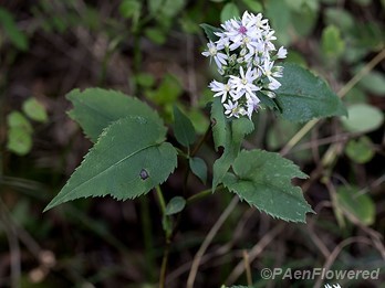 Heartleaf aster